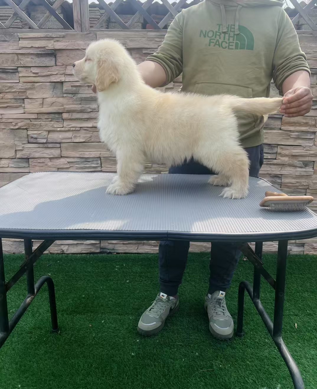 金毛幼犬